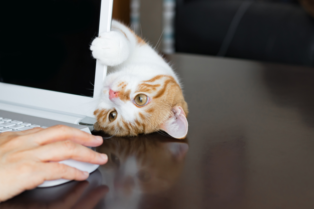 WFH stressing you out? Maybe it is time for a pet.
